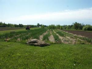 Dave will be saving this garlic and replanting as seed stock for his Garlic Farm