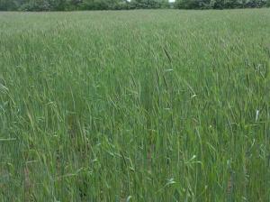 Beautiful Rye! Ready to be mowed and planted through as a perfect mulch for tomatoes